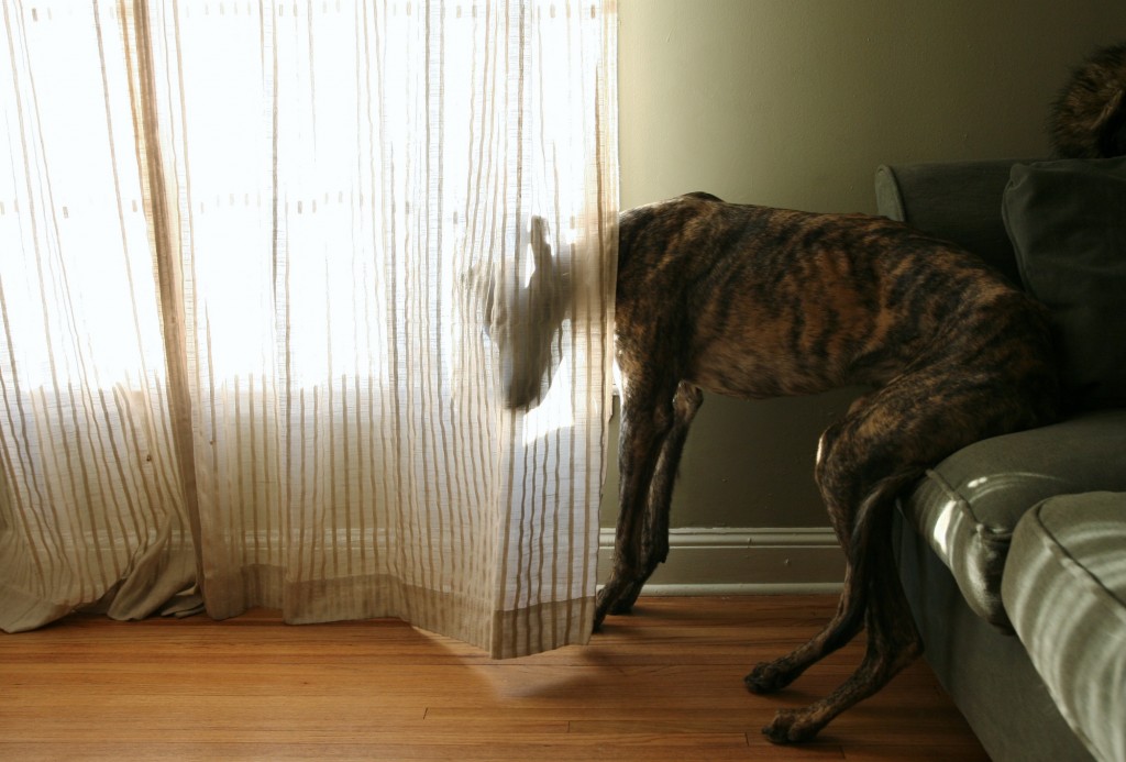 dog curtain