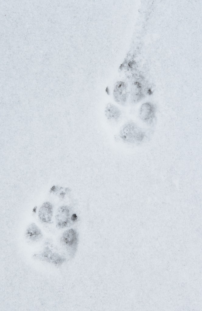 dogprints