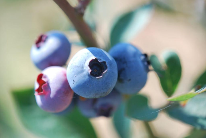 Blueberry Season